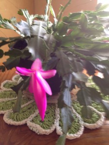 Ash Wednesday Surprise!